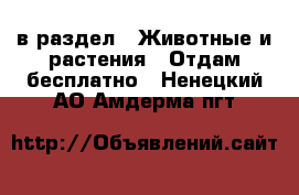  в раздел : Животные и растения » Отдам бесплатно . Ненецкий АО,Амдерма пгт